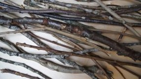 Pinnehopp og store stammer