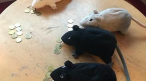 Røverrottene deler skatten likt